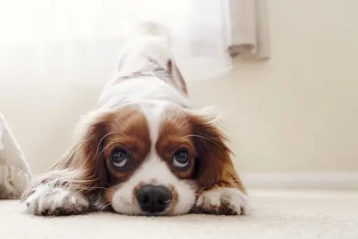 Pet-Stain-Carpet-Cleaner--in-Henderson-Nevada-pet-stain-carpet-cleaner-henderson-nevada.jpg-image